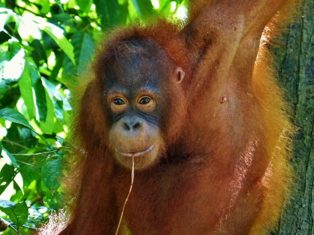 Orangutan at Sepilok